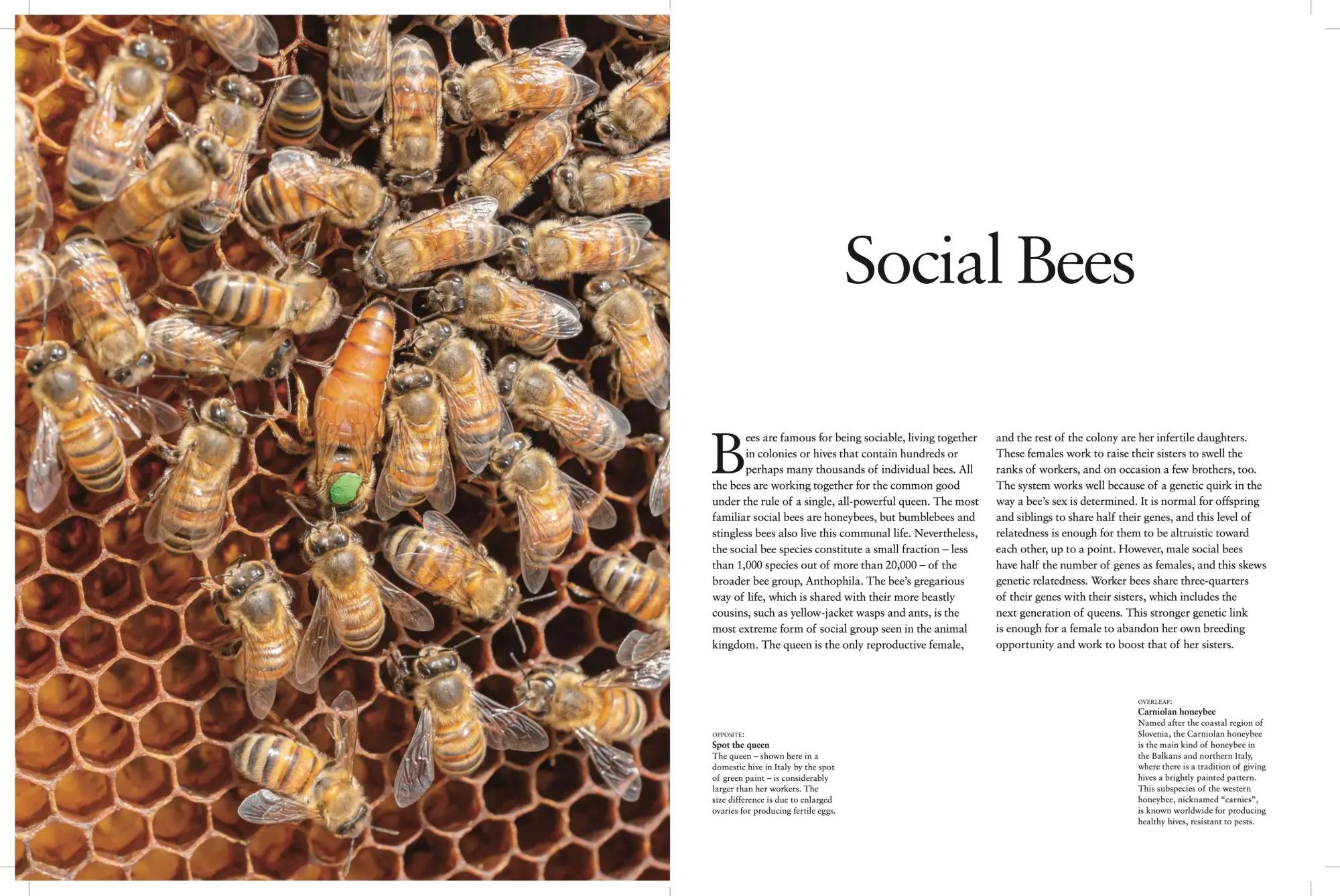 Bild: 9781838860868 | Bees | Heroes of the Garden | Tom Jackson | Buch | Gebunden | Englisch
