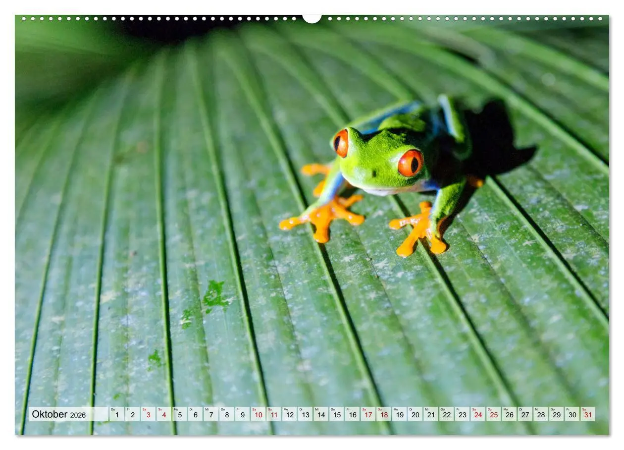 Bild: 9783457570968 | Costa Rica - Tierwelt und Landschaften (Wandkalender 2026 DIN A2...