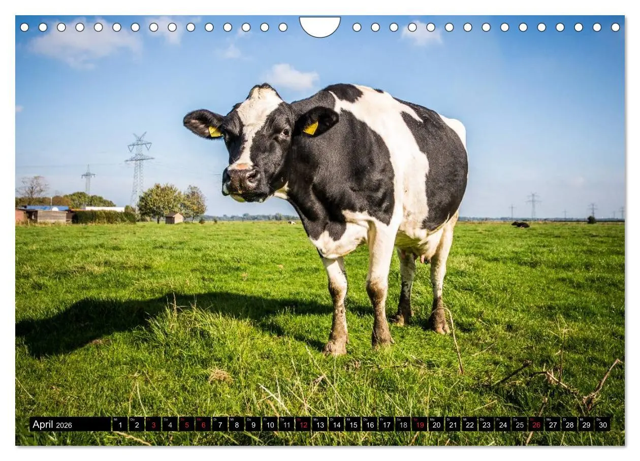 Bild: 9783516110968 | Schönes Ostfriesland (Wandkalender 2026 DIN A4 quer), CALVENDO...