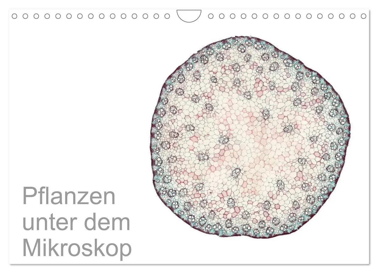 Cover: 9783457841068 | Pflanzen unter dem Mikroskop (Wandkalender 2026 DIN A4 quer),...