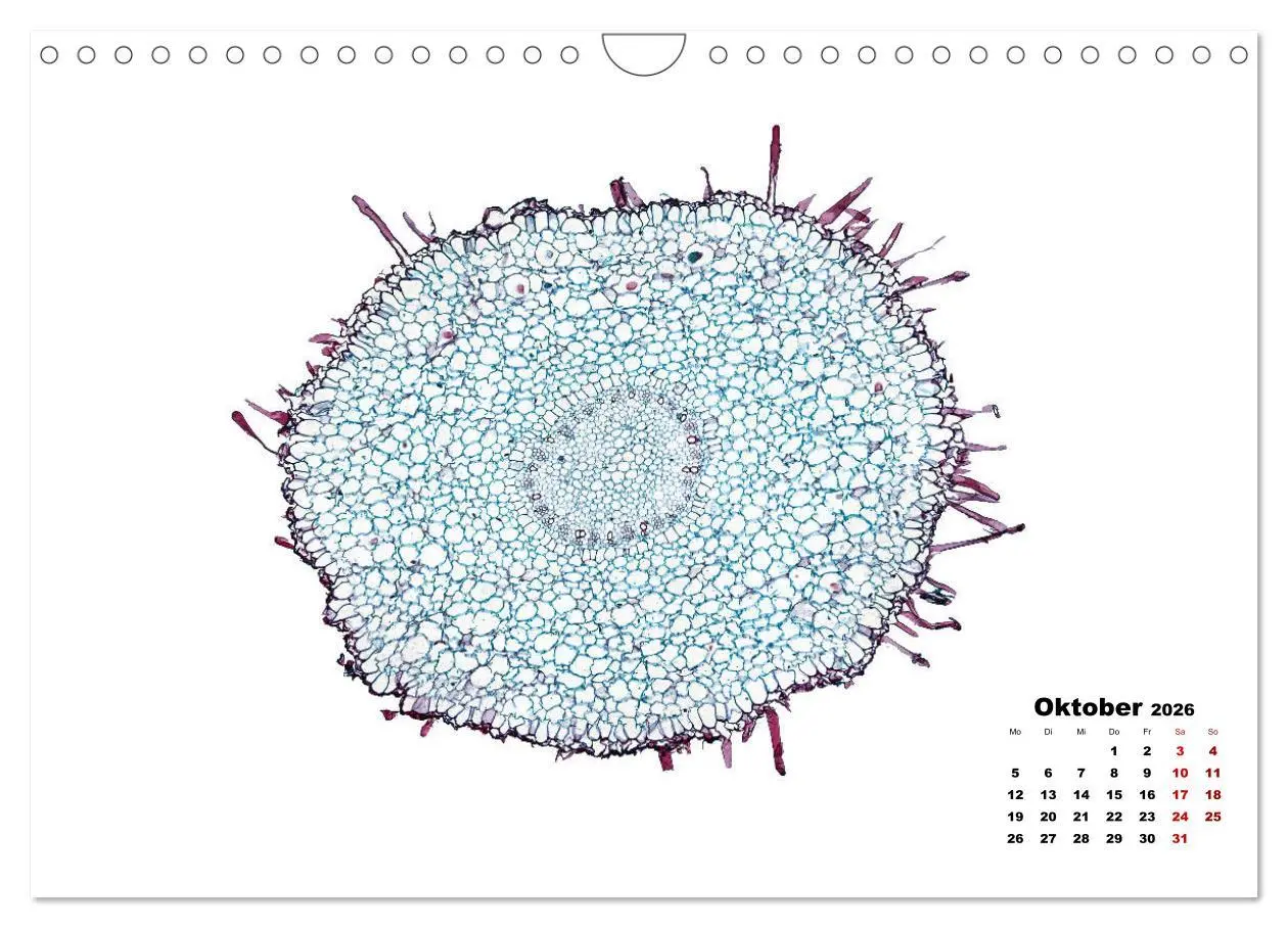 Bild: 9783457841068 | Pflanzen unter dem Mikroskop (Wandkalender 2026 DIN A4 quer),...