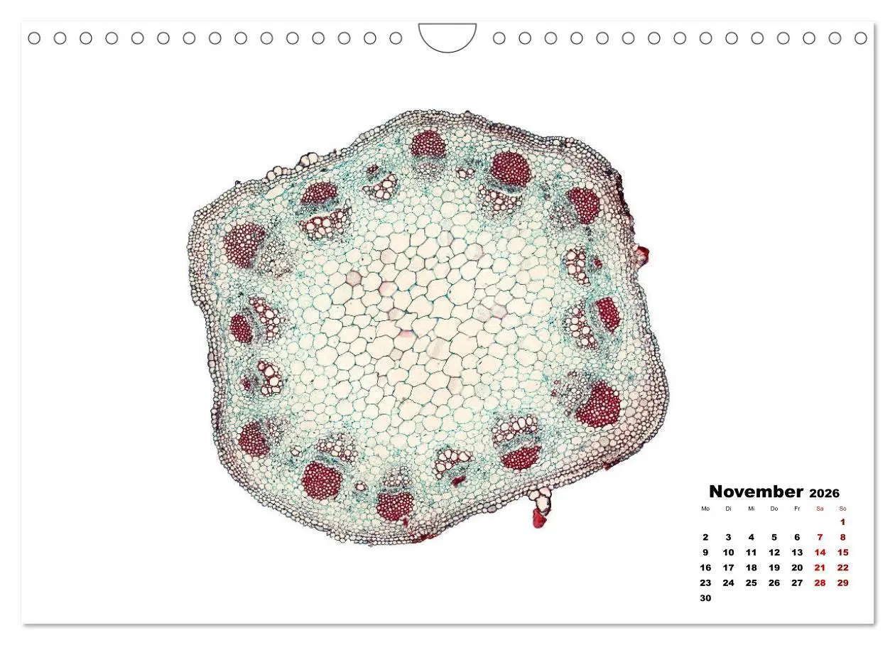 Bild: 9783457841068 | Pflanzen unter dem Mikroskop (Wandkalender 2026 DIN A4 quer),...
