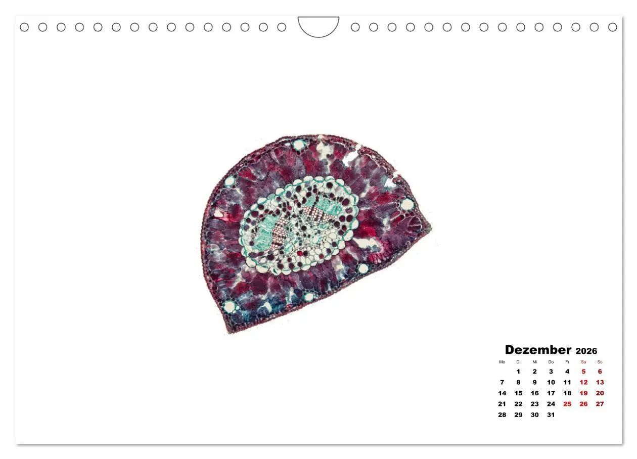 Bild: 9783457841068 | Pflanzen unter dem Mikroskop (Wandkalender 2026 DIN A4 quer),...