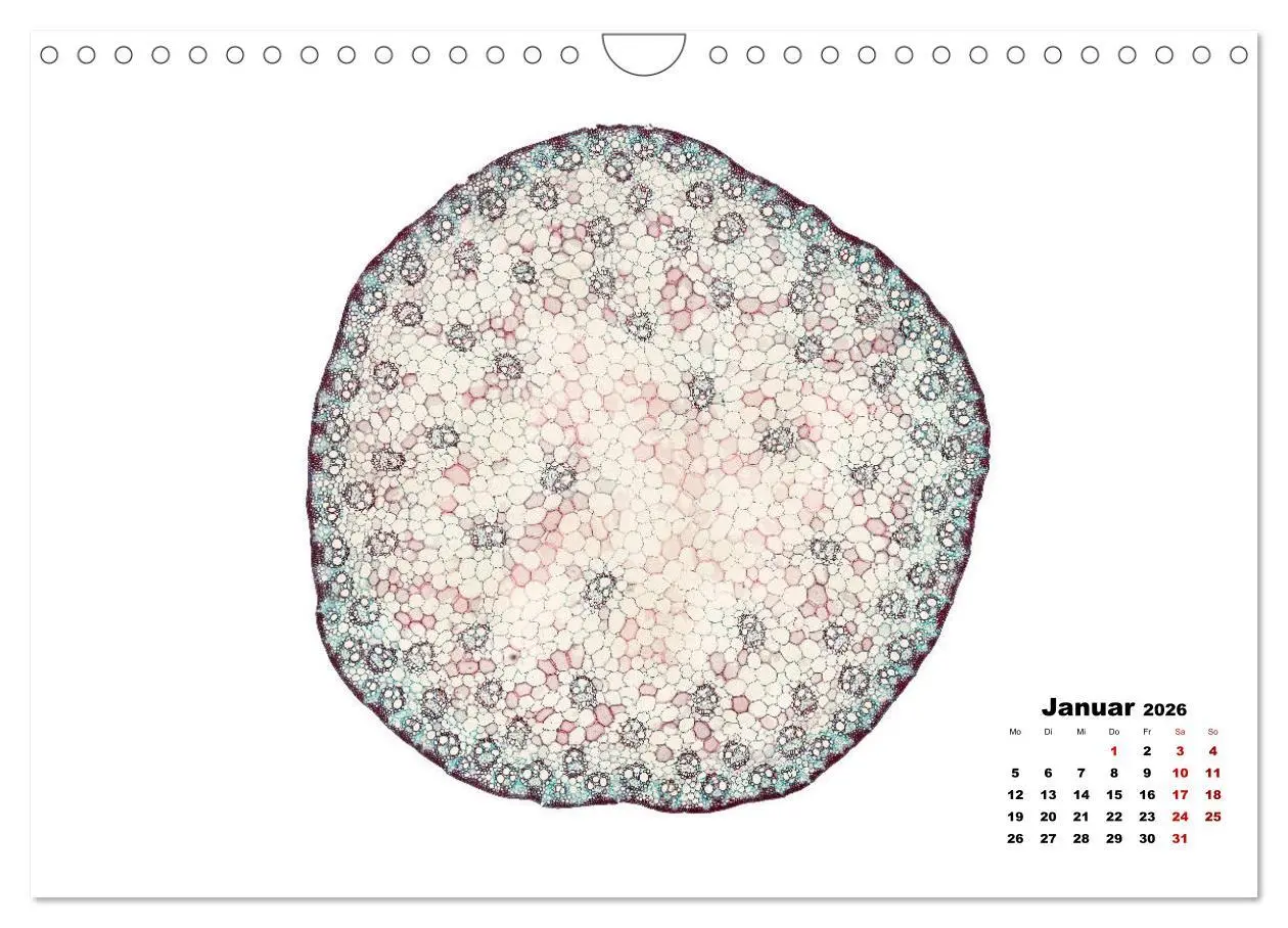 Bild: 9783457841068 | Pflanzen unter dem Mikroskop (Wandkalender 2026 DIN A4 quer),...