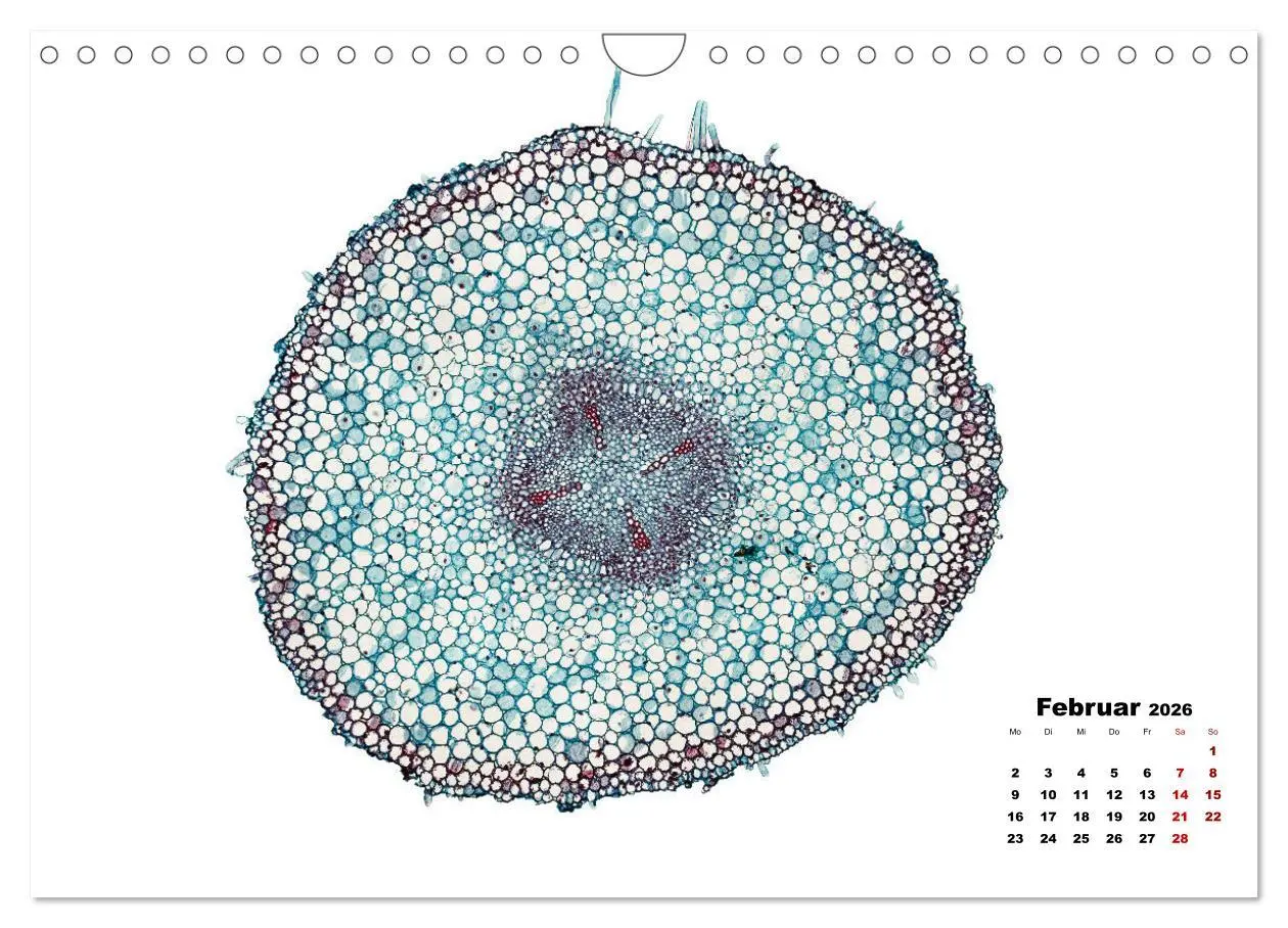 Bild: 9783457841068 | Pflanzen unter dem Mikroskop (Wandkalender 2026 DIN A4 quer),...