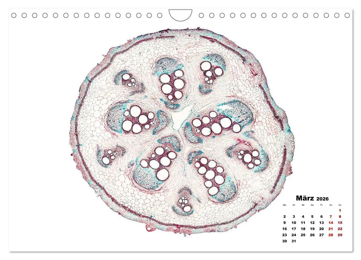 Bild: 9783457841068 | Pflanzen unter dem Mikroskop (Wandkalender 2026 DIN A4 quer),...