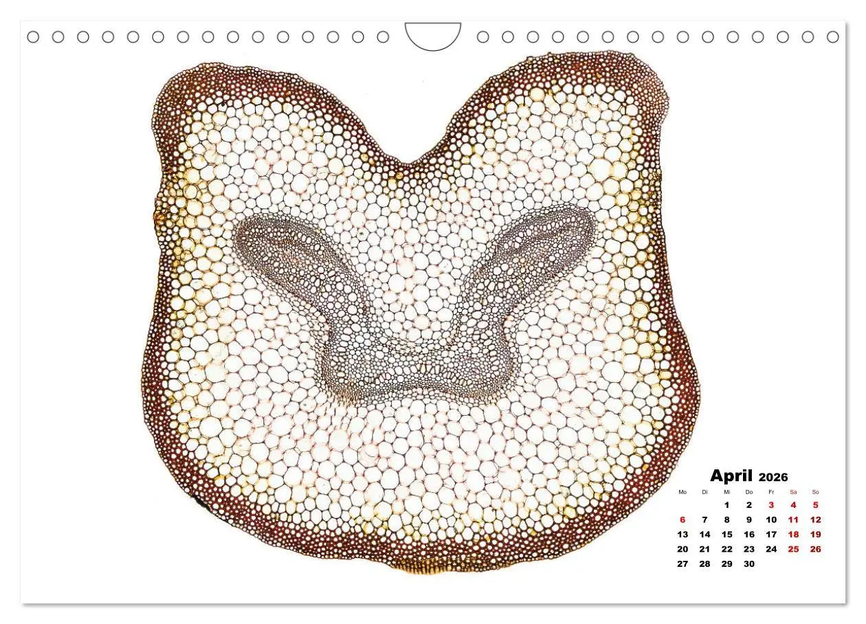 Bild: 9783457841068 | Pflanzen unter dem Mikroskop (Wandkalender 2026 DIN A4 quer),...