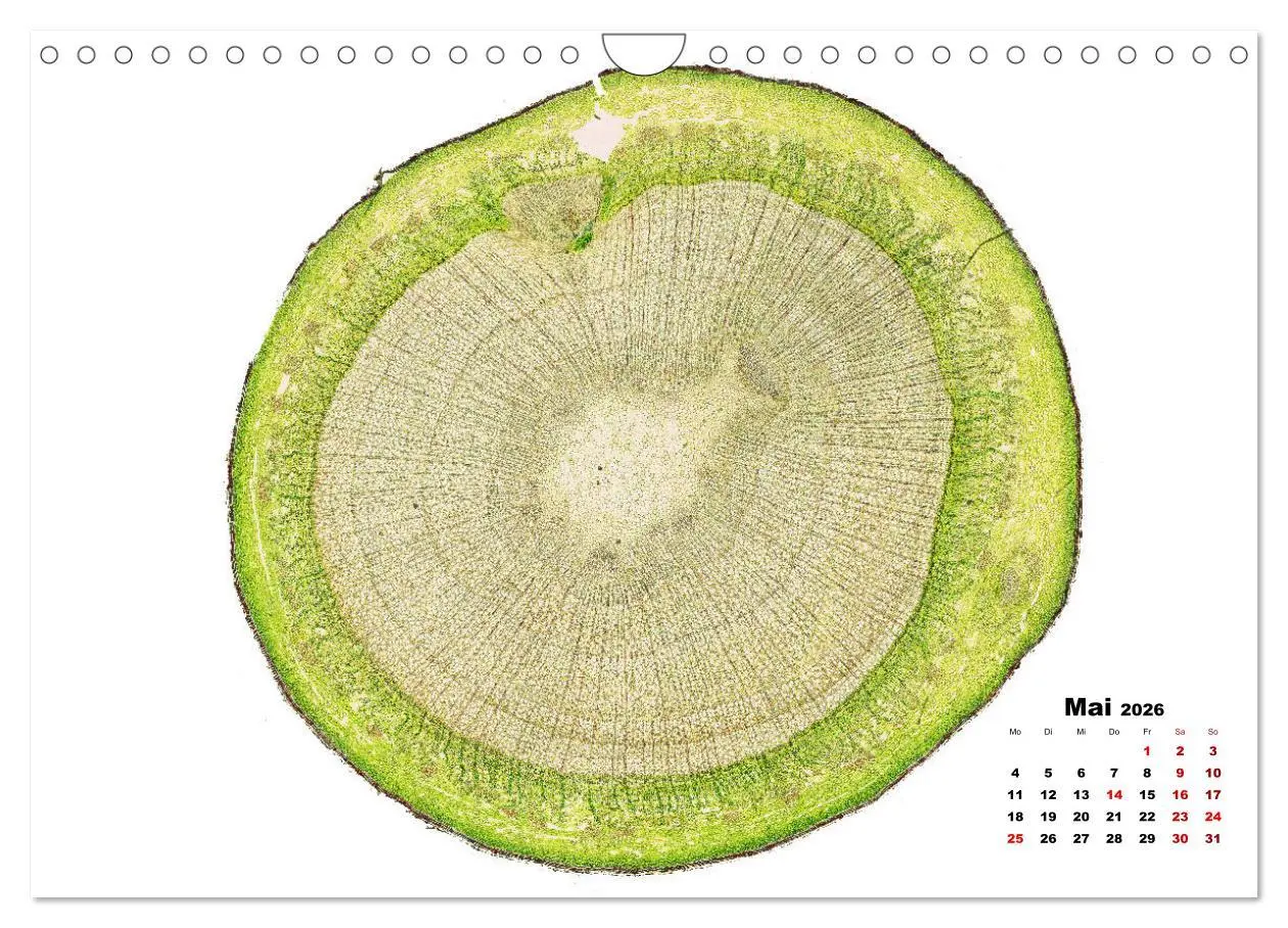 Bild: 9783457841068 | Pflanzen unter dem Mikroskop (Wandkalender 2026 DIN A4 quer),...