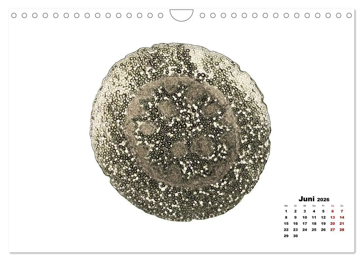 Bild: 9783457841068 | Pflanzen unter dem Mikroskop (Wandkalender 2026 DIN A4 quer),...