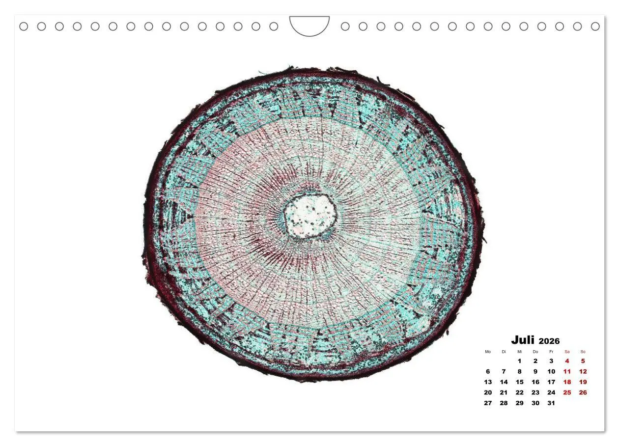 Bild: 9783457841068 | Pflanzen unter dem Mikroskop (Wandkalender 2026 DIN A4 quer),...