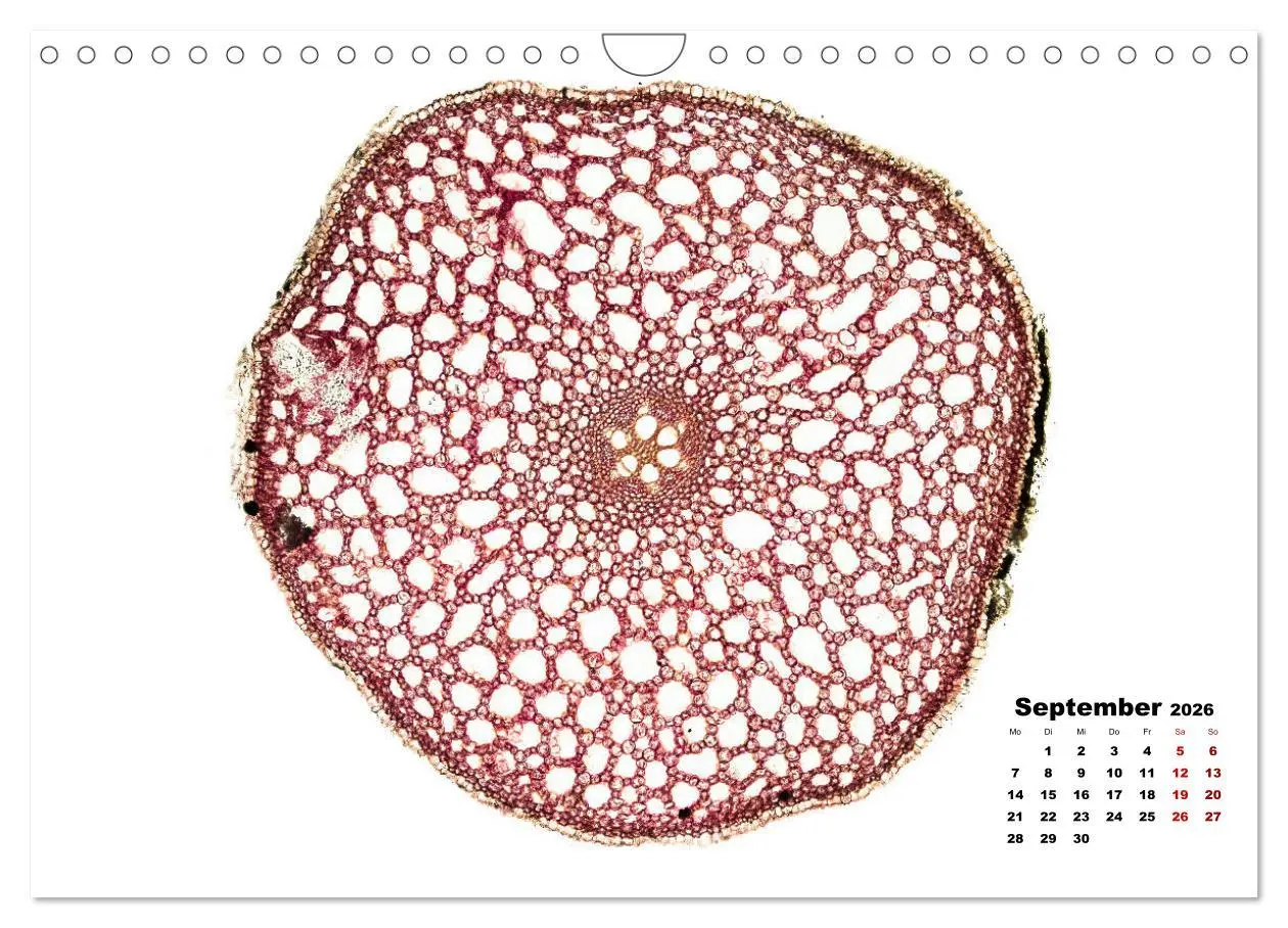 Bild: 9783457841068 | Pflanzen unter dem Mikroskop (Wandkalender 2026 DIN A4 quer),...