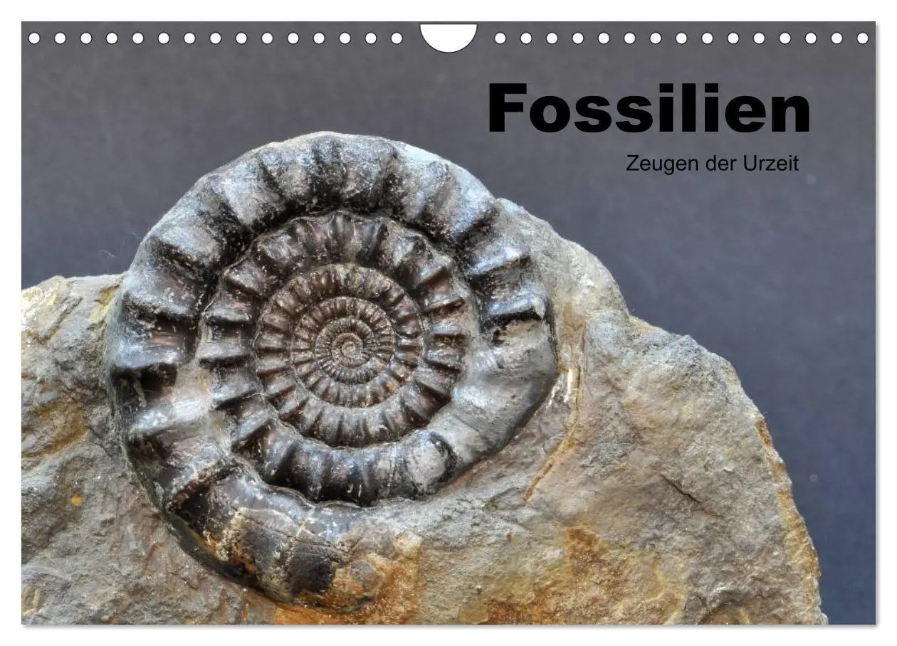 Cover: 9783516171068 | Fossilien - Zeugen der Urzeit (Wandkalender 2026 DIN A4 quer),...