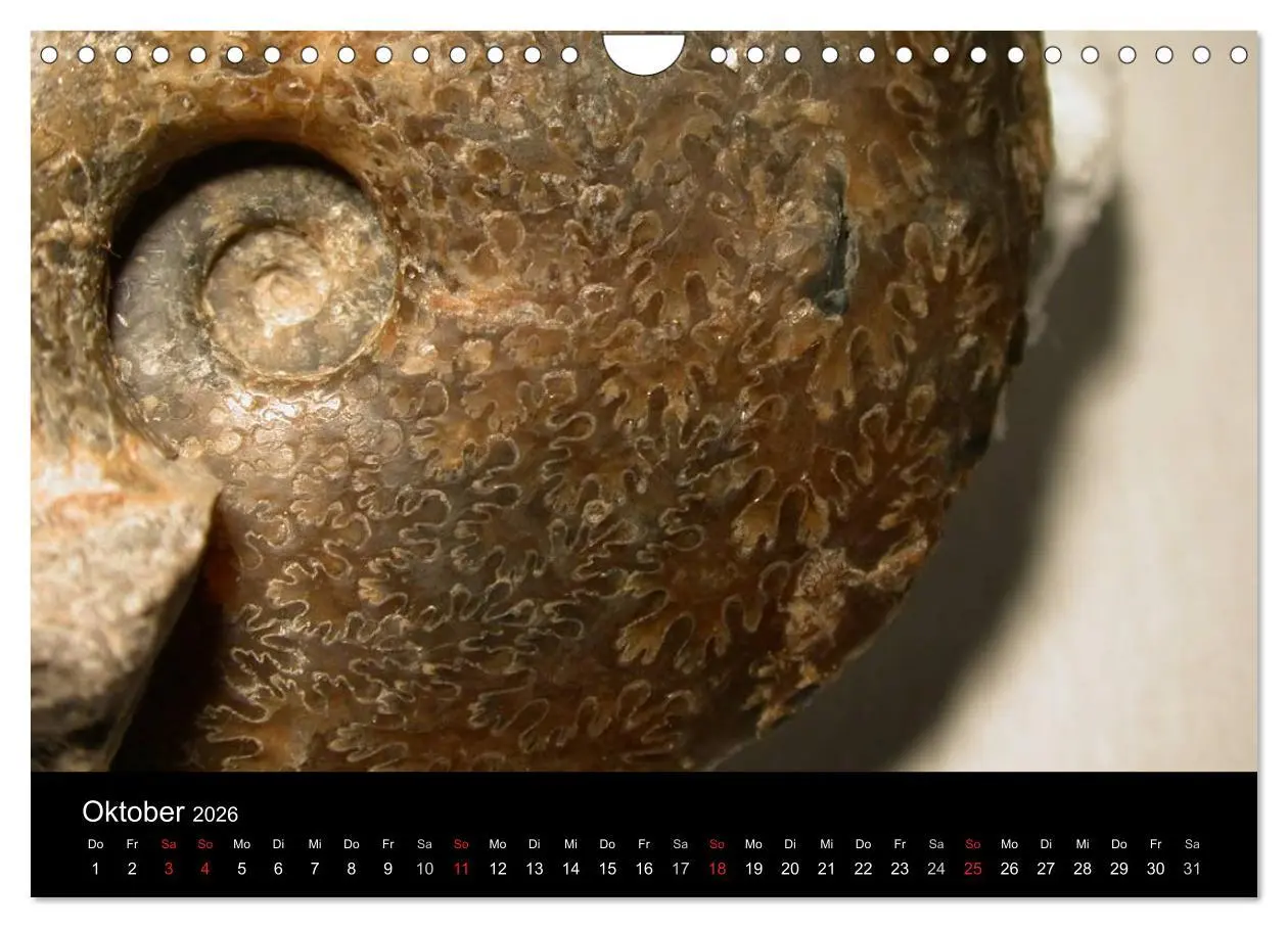 Bild: 9783516171068 | Fossilien - Zeugen der Urzeit (Wandkalender 2026 DIN A4 quer),...
