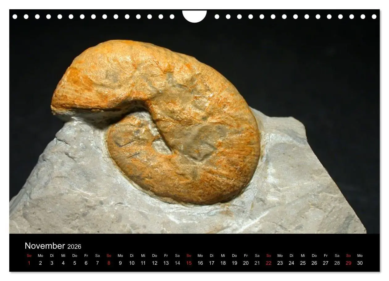 Bild: 9783516171068 | Fossilien - Zeugen der Urzeit (Wandkalender 2026 DIN A4 quer),...