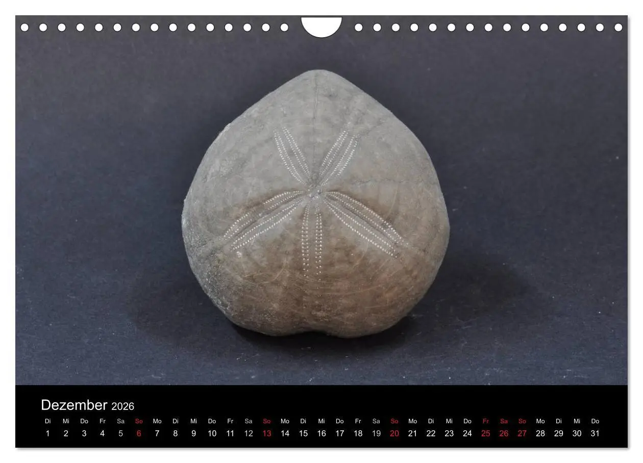 Bild: 9783516171068 | Fossilien - Zeugen der Urzeit (Wandkalender 2026 DIN A4 quer),...