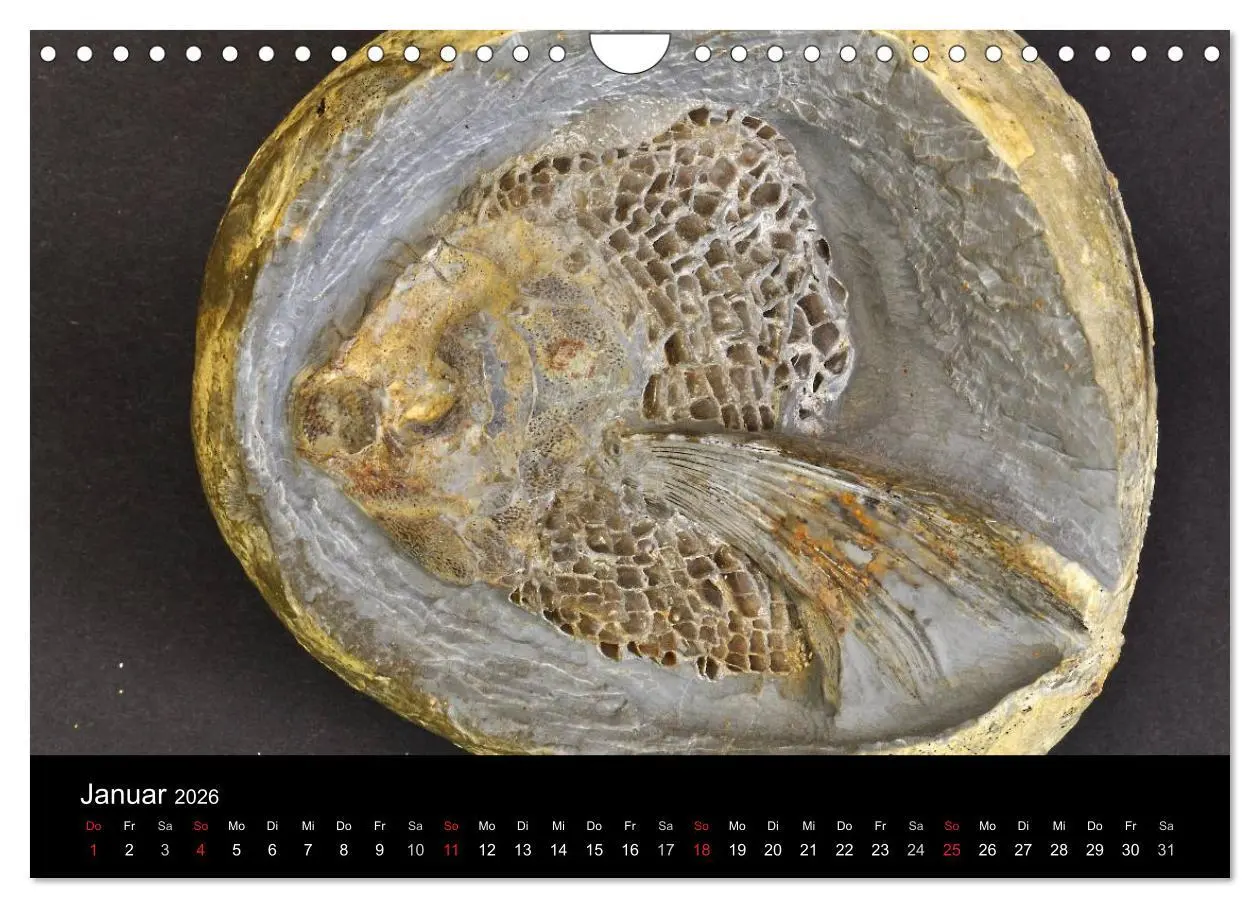 Bild: 9783516171068 | Fossilien - Zeugen der Urzeit (Wandkalender 2026 DIN A4 quer),...