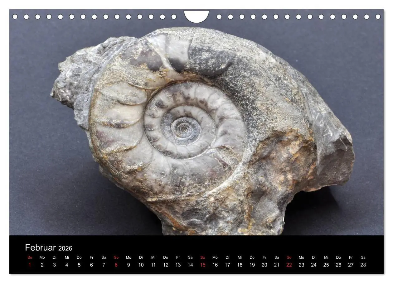 Bild: 9783516171068 | Fossilien - Zeugen der Urzeit (Wandkalender 2026 DIN A4 quer),...