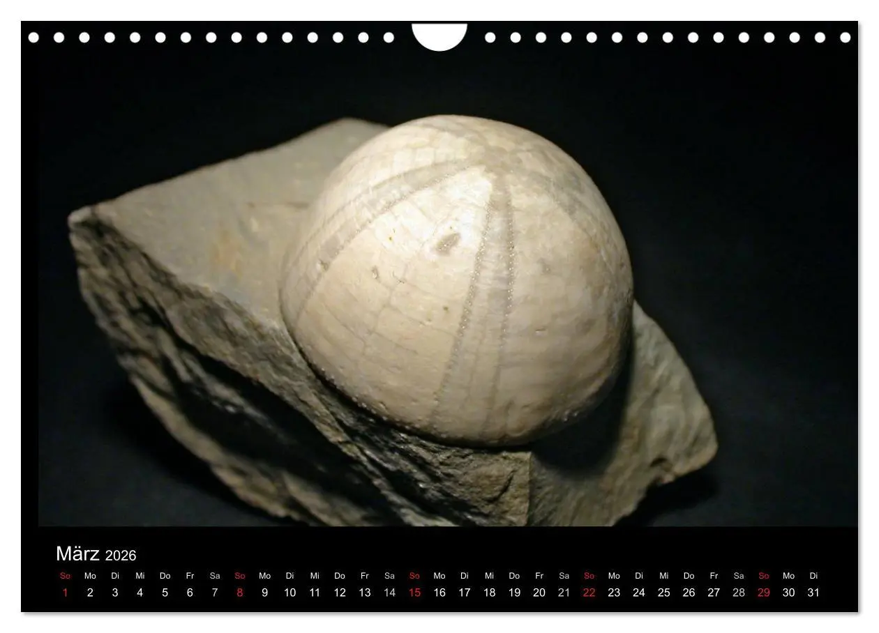 Bild: 9783516171068 | Fossilien - Zeugen der Urzeit (Wandkalender 2026 DIN A4 quer),...