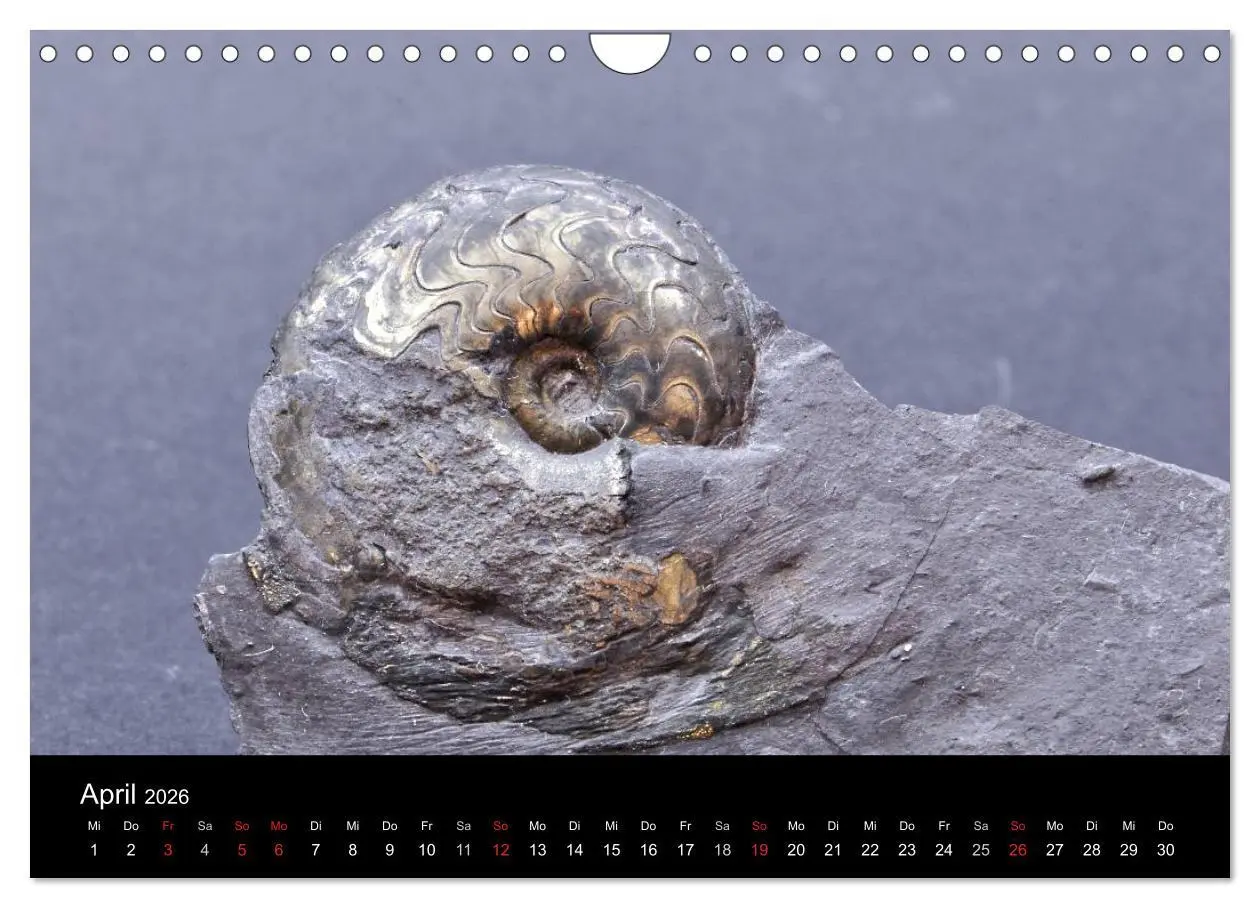 Bild: 9783516171068 | Fossilien - Zeugen der Urzeit (Wandkalender 2026 DIN A4 quer),...