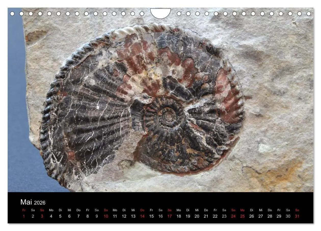 Bild: 9783516171068 | Fossilien - Zeugen der Urzeit (Wandkalender 2026 DIN A4 quer),...
