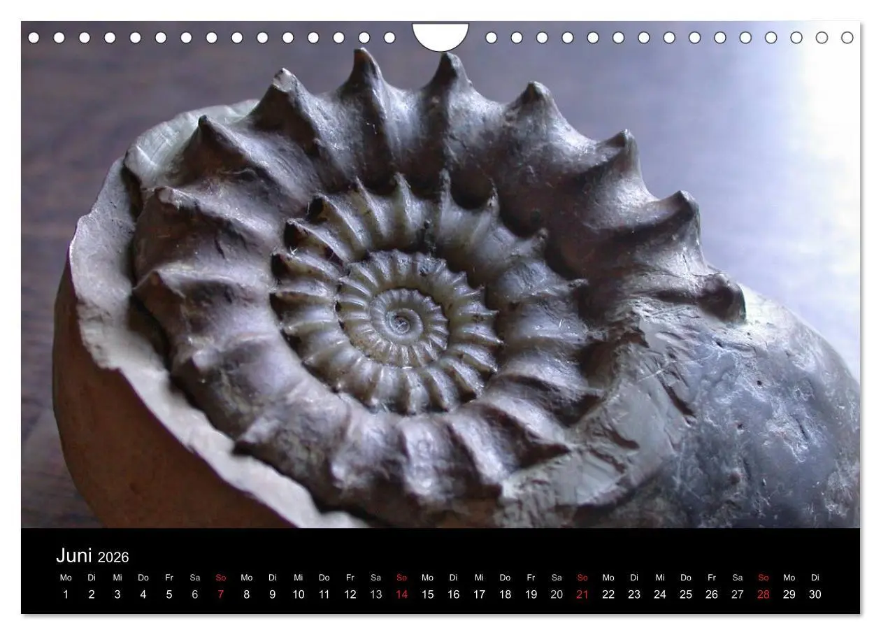Bild: 9783516171068 | Fossilien - Zeugen der Urzeit (Wandkalender 2026 DIN A4 quer),...