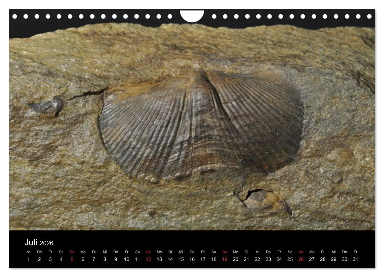 Bild: 9783516171068 | Fossilien - Zeugen der Urzeit (Wandkalender 2026 DIN A4 quer),...