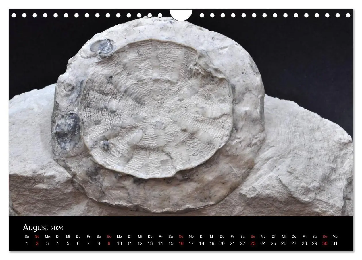 Bild: 9783516171068 | Fossilien - Zeugen der Urzeit (Wandkalender 2026 DIN A4 quer),...