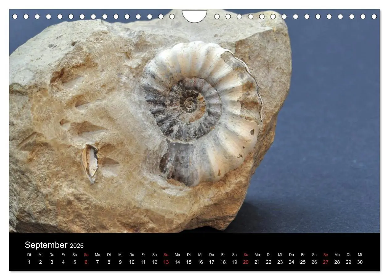 Bild: 9783516171068 | Fossilien - Zeugen der Urzeit (Wandkalender 2026 DIN A4 quer),...