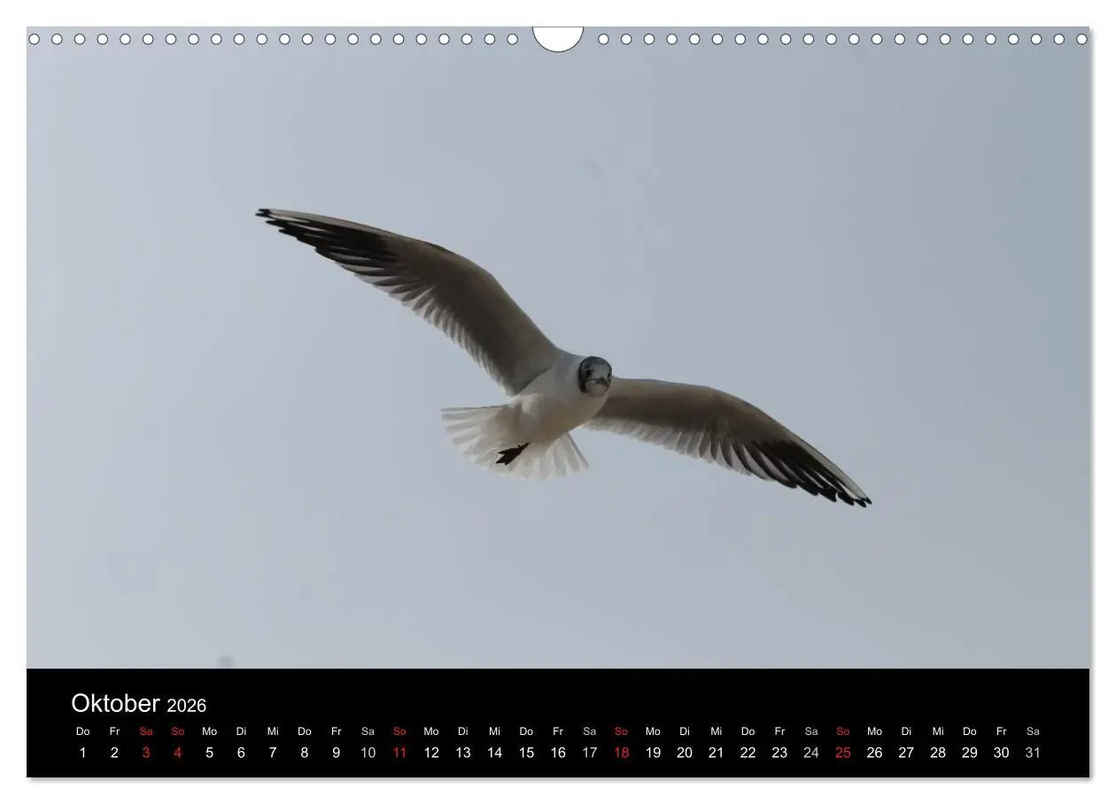 Bild: 9783516161168 | Sylt 2026 (Wandkalender 2026 DIN A3 quer), CALVENDO Monatskalender