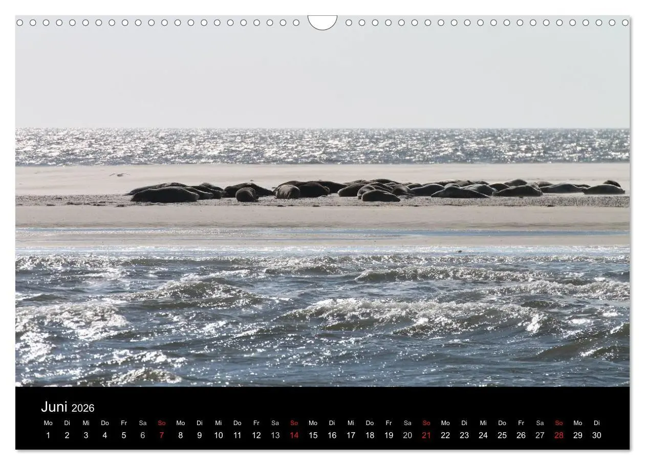 Bild: 9783516161168 | Sylt 2026 (Wandkalender 2026 DIN A3 quer), CALVENDO Monatskalender