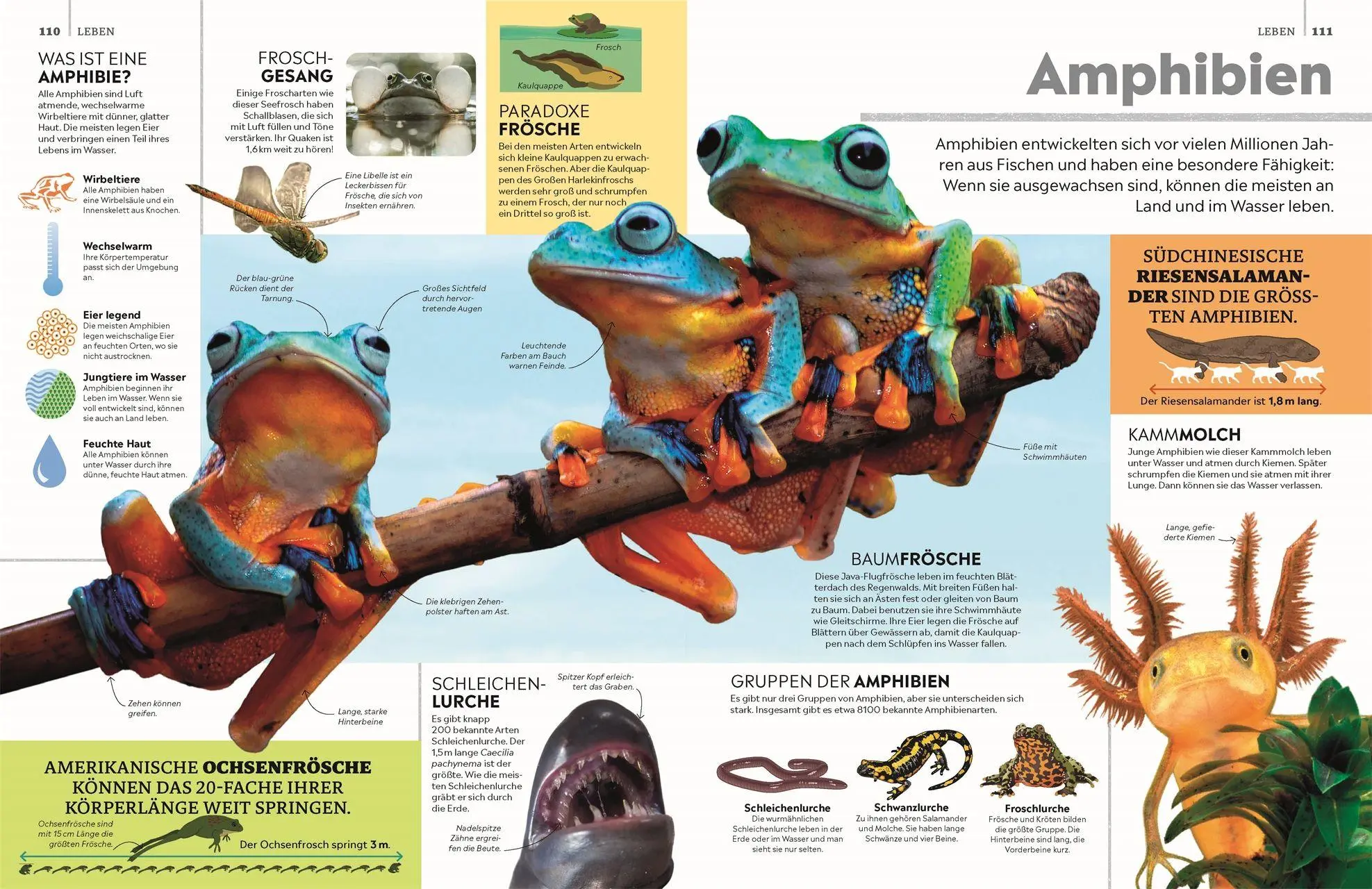 Bild: 9783831051168 | memo Wissen. Das große Lexikon | DK Verlag - Kids | Buch | memo Wissen