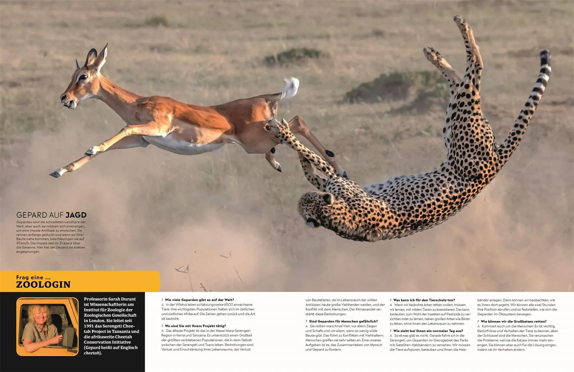 Bild: 9783831051168 | memo Wissen. Das große Lexikon | DK Verlag - Kids | Buch | memo Wissen