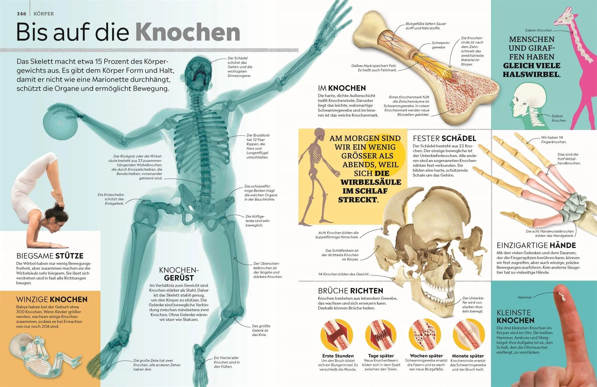 Bild: 9783831051168 | memo Wissen. Das große Lexikon | DK Verlag - Kids | Buch | memo Wissen