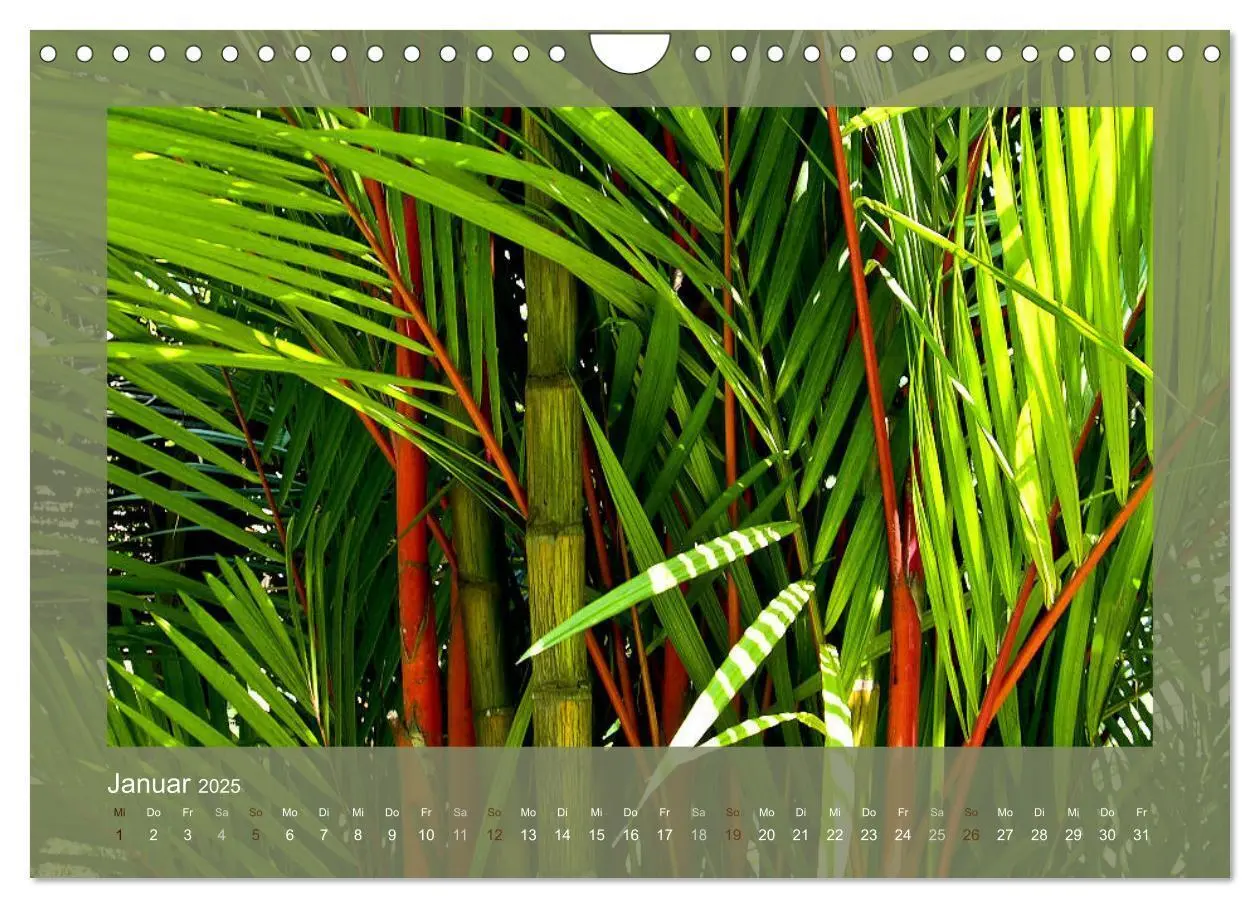Bild: 9783435661268 | Bambus (Wandkalender 2025 DIN A4 quer), CALVENDO Monatskalender | 2025
