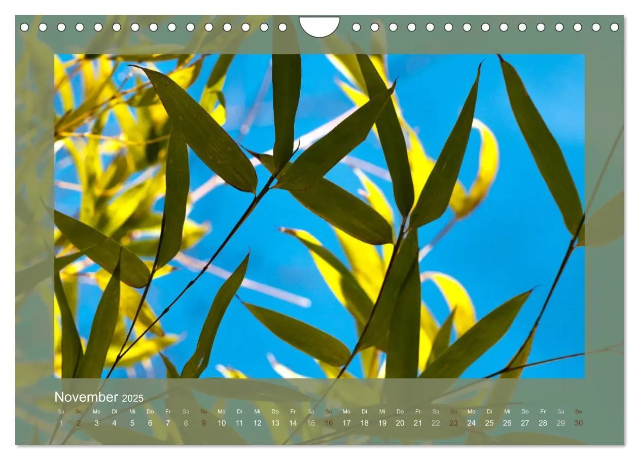 Bild: 9783435661268 | Bambus (Wandkalender 2025 DIN A4 quer), CALVENDO Monatskalender | 2025