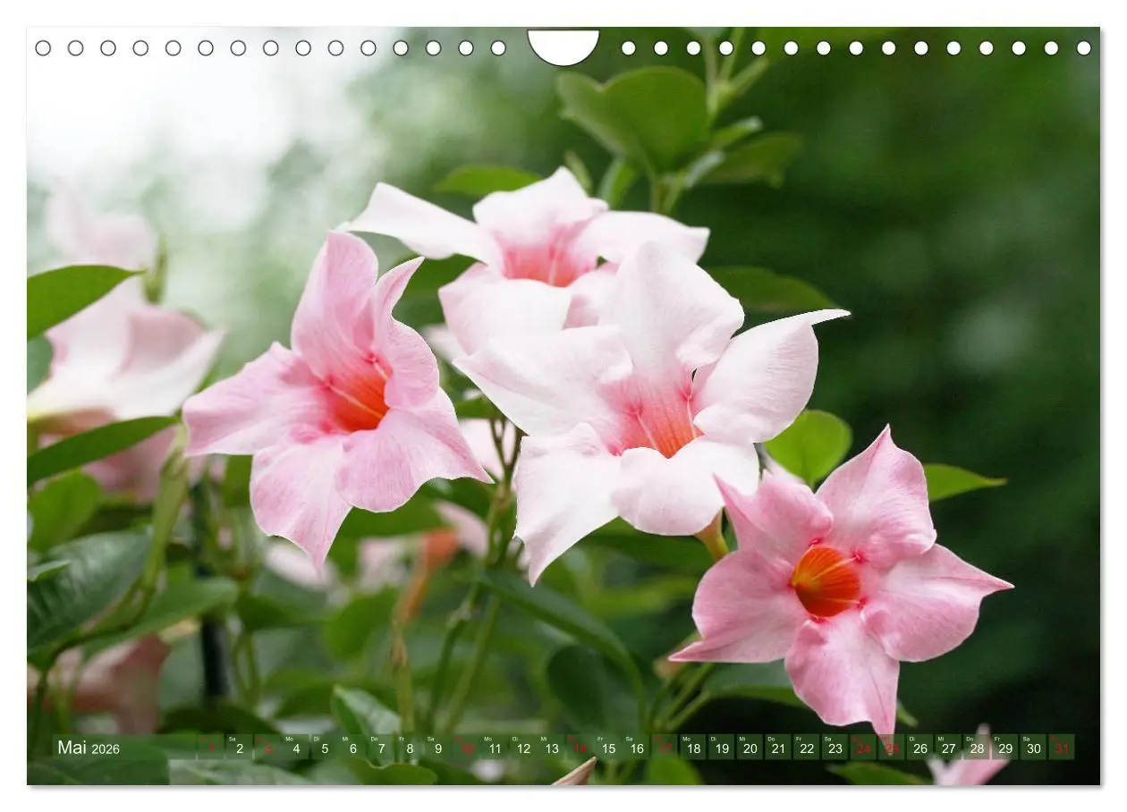 Bild: 9783457741368 | Beschwingte Blumenwelt (Wandkalender 2026 DIN A4 quer), CALVENDO...