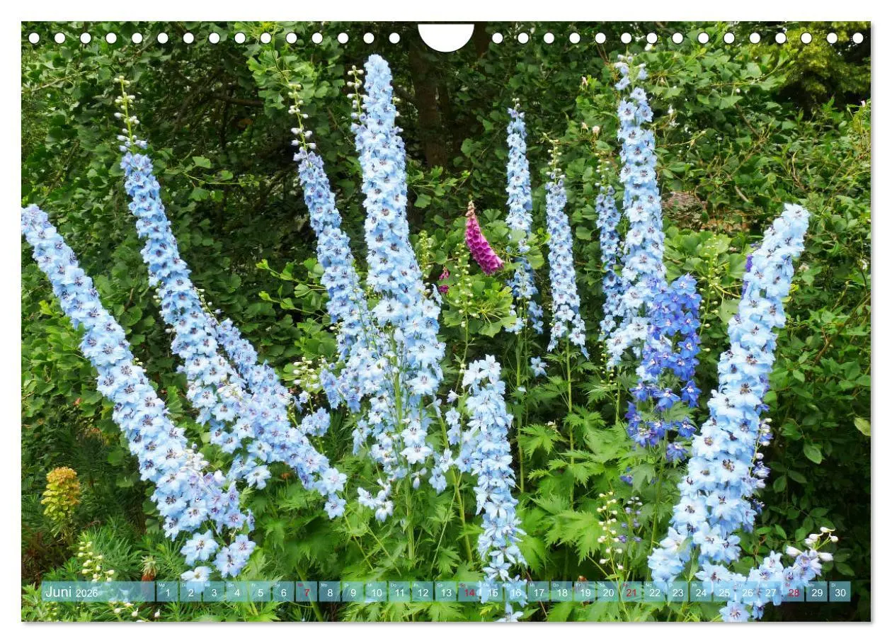 Bild: 9783457741368 | Beschwingte Blumenwelt (Wandkalender 2026 DIN A4 quer), CALVENDO...