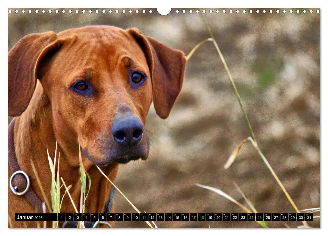 Bild: 9783457591468 | Rhodesian Ridgeback - Ausdrucksstarke Gesichter (Wandkalender 2026...