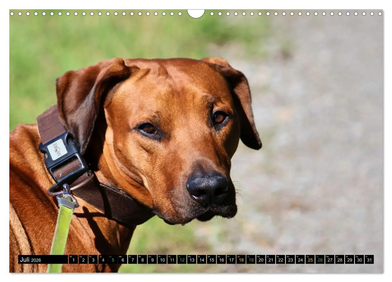 Bild: 9783457591468 | Rhodesian Ridgeback - Ausdrucksstarke Gesichter (Wandkalender 2026...
