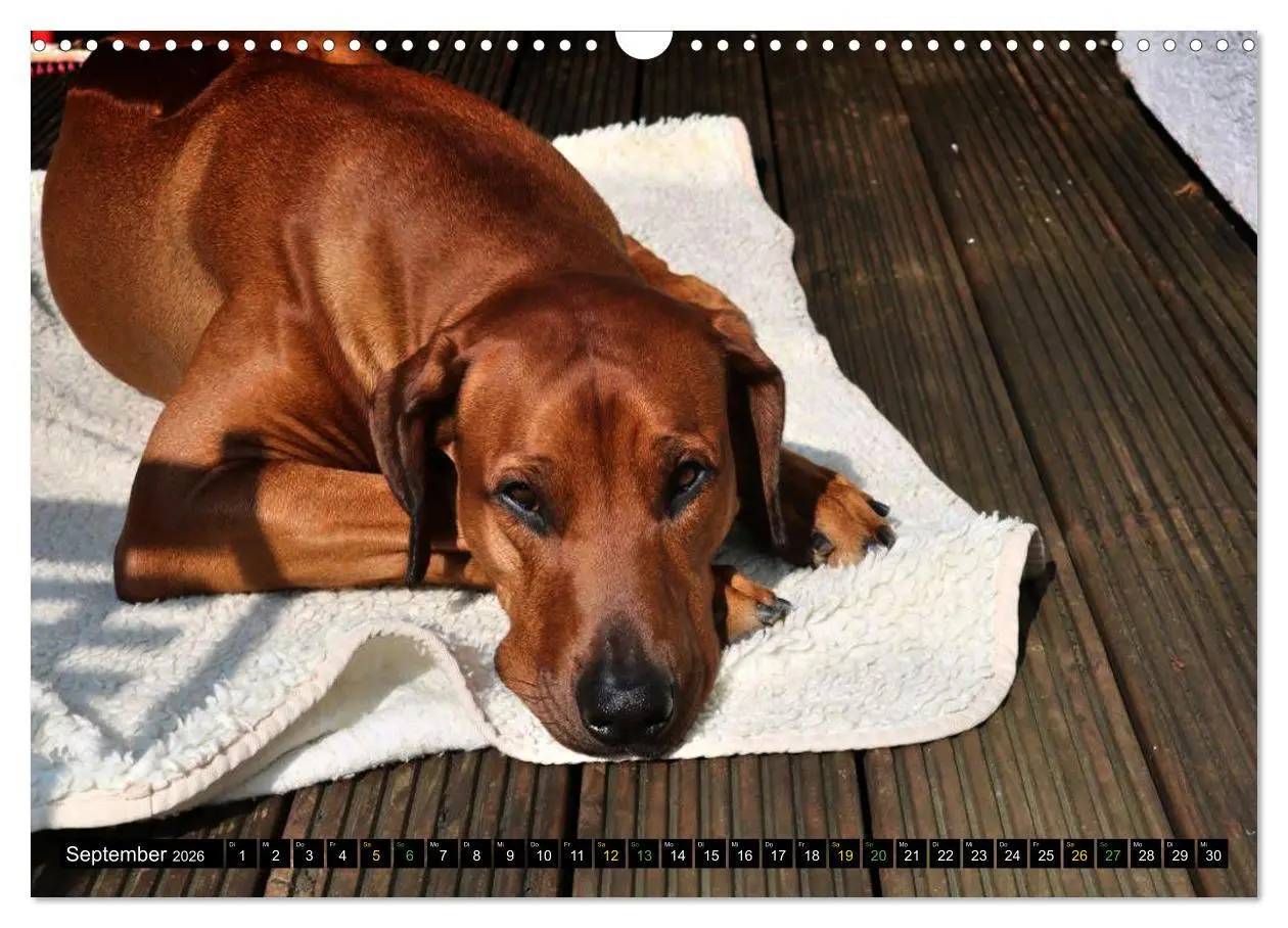 Bild: 9783457591468 | Rhodesian Ridgeback - Ausdrucksstarke Gesichter (Wandkalender 2026...