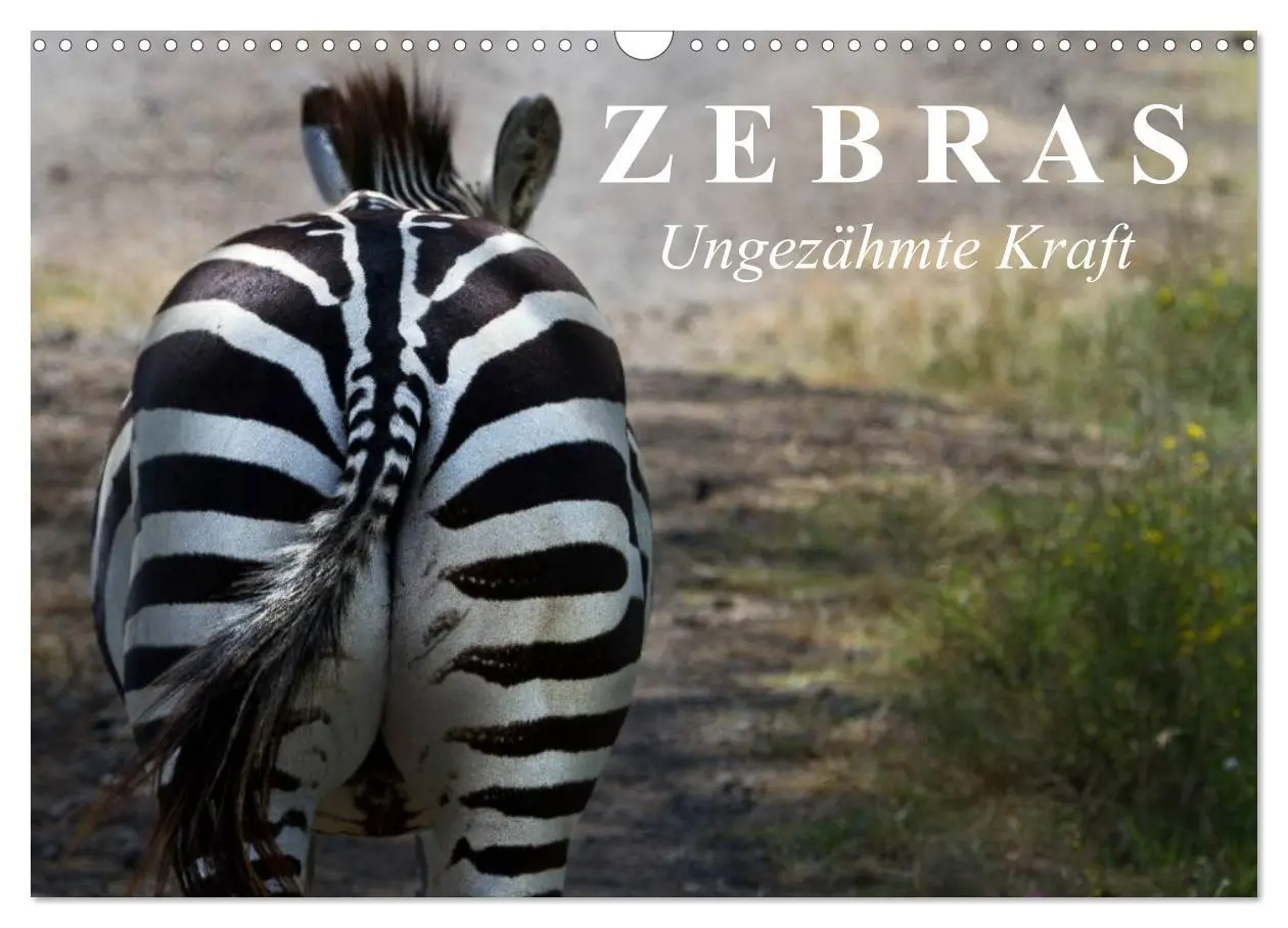 Cover: 9783516131468 | Zebras - Ungezähmte Kraft (Wandkalender 2026 DIN A3 quer), CALVENDO...