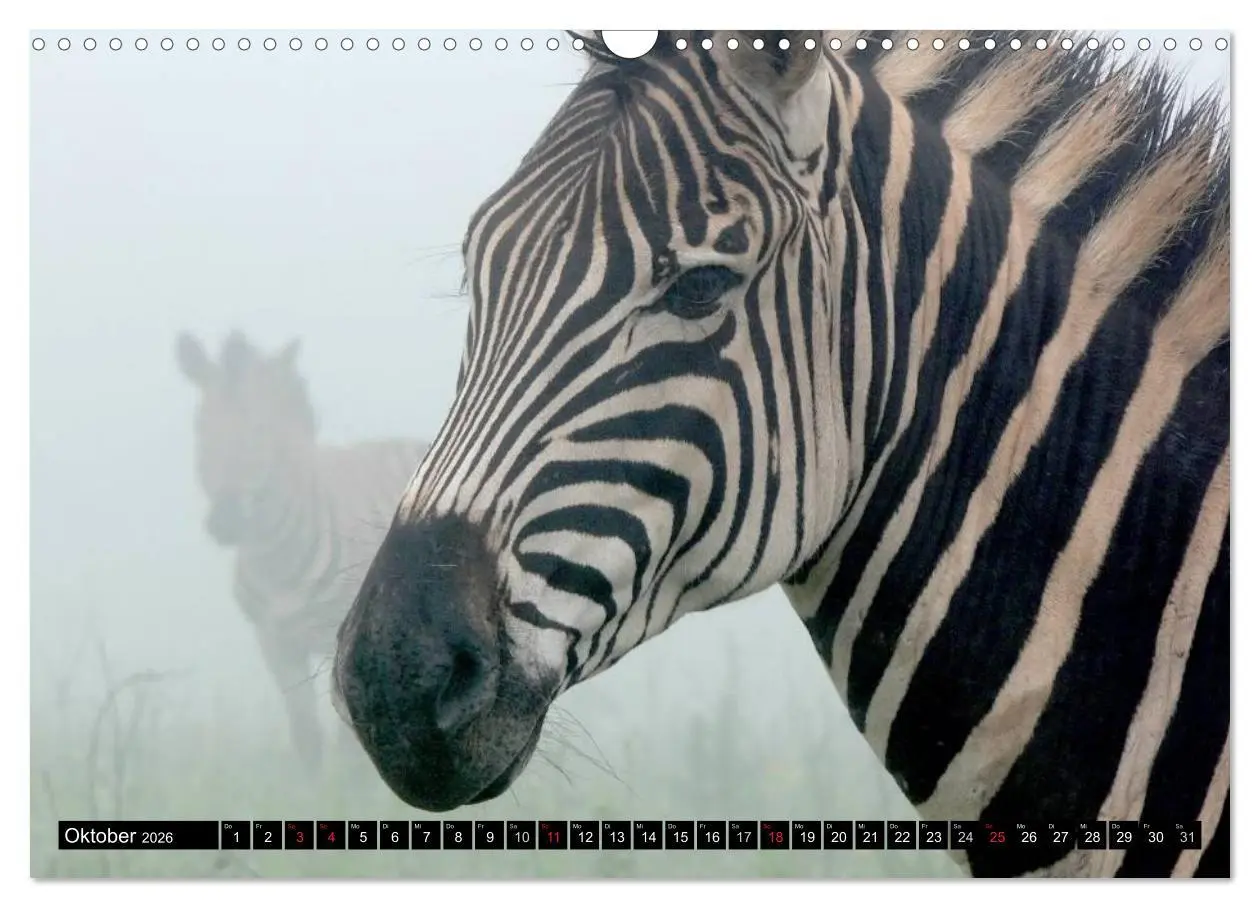 Bild: 9783516131468 | Zebras - Ungezähmte Kraft (Wandkalender 2026 DIN A3 quer), CALVENDO...