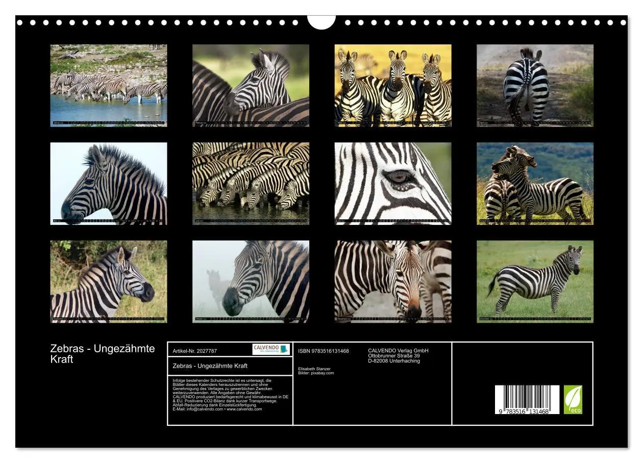 Bild: 9783516131468 | Zebras - Ungezähmte Kraft (Wandkalender 2026 DIN A3 quer), CALVENDO...