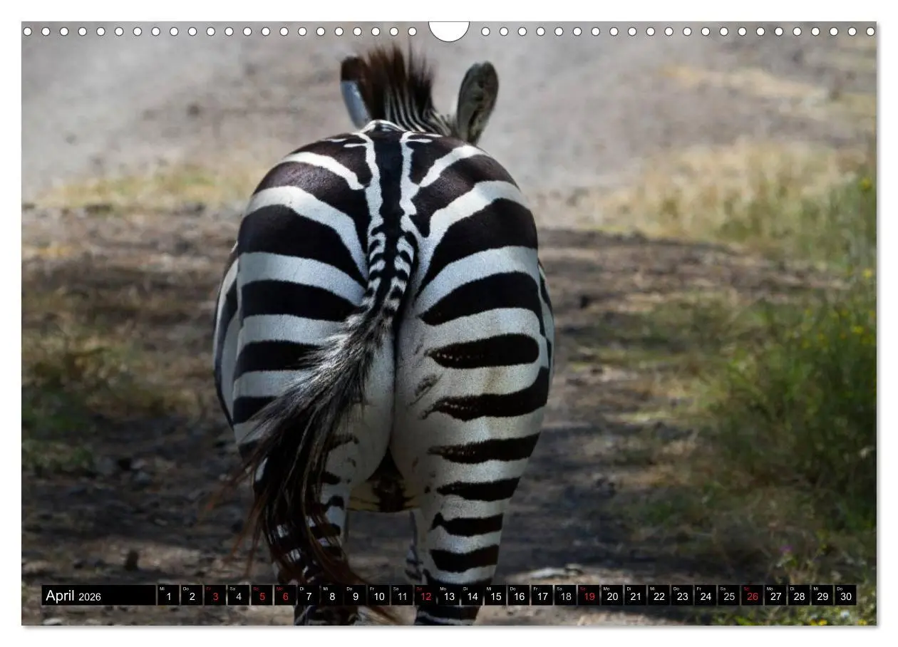 Bild: 9783516131468 | Zebras - Ungezähmte Kraft (Wandkalender 2026 DIN A3 quer), CALVENDO...