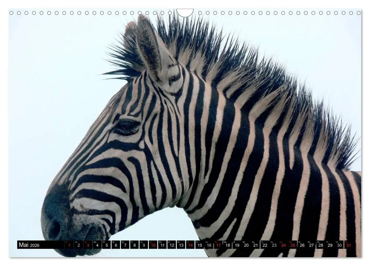 Bild: 9783516131468 | Zebras - Ungezähmte Kraft (Wandkalender 2026 DIN A3 quer), CALVENDO...