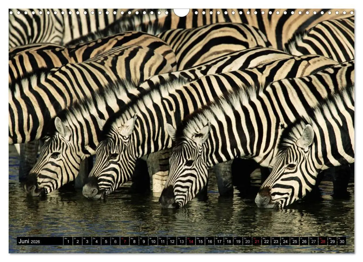 Bild: 9783516131468 | Zebras - Ungezähmte Kraft (Wandkalender 2026 DIN A3 quer), CALVENDO...
