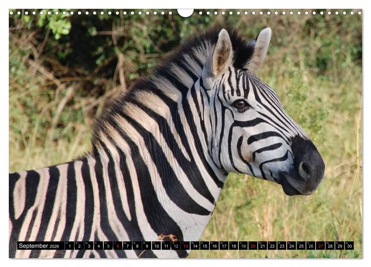 Bild: 9783516131468 | Zebras - Ungezähmte Kraft (Wandkalender 2026 DIN A3 quer), CALVENDO...