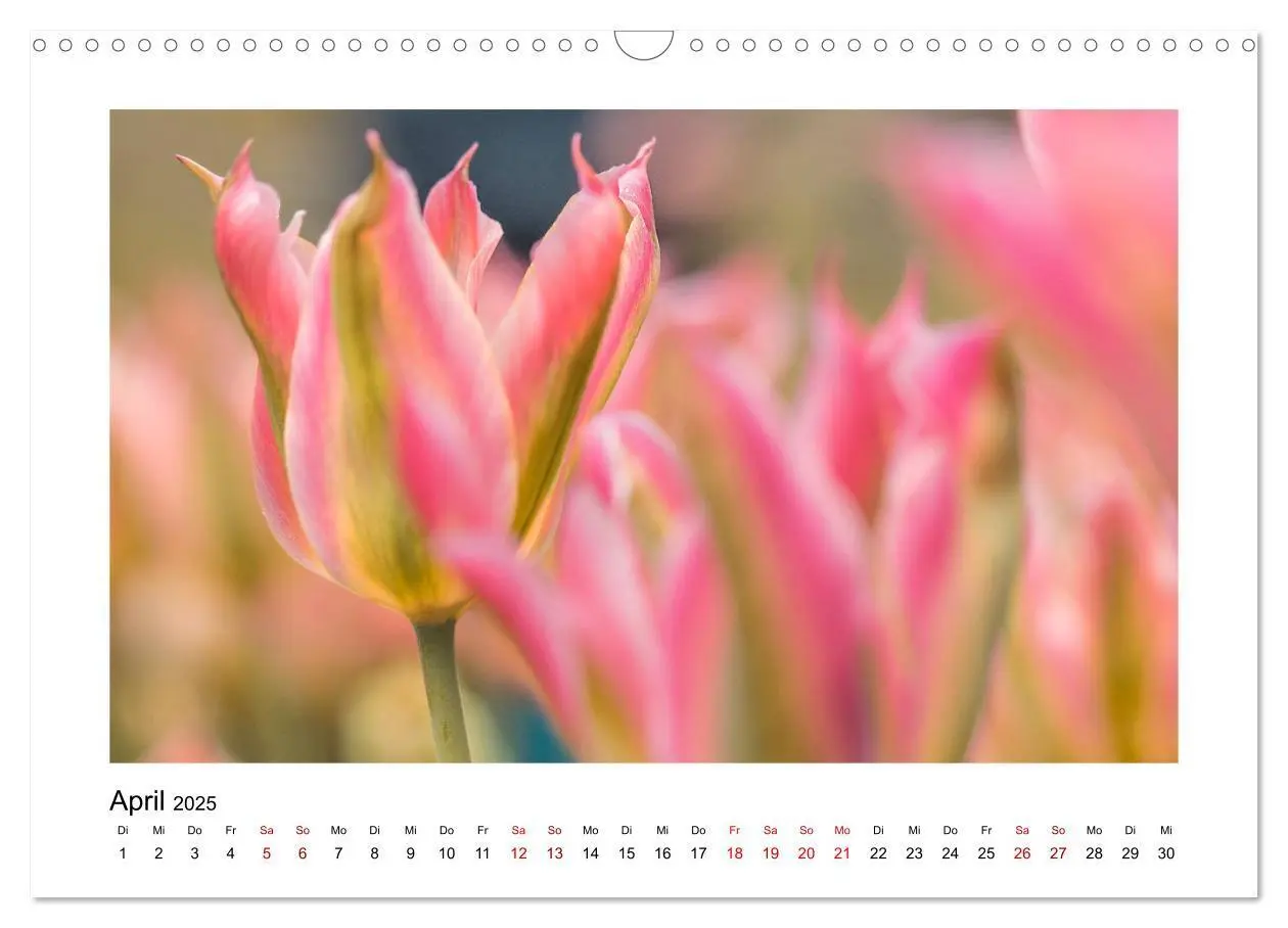 Bild: 9783435251568 | Rosa Blütentraum (Wandkalender 2025 DIN A3 quer), CALVENDO...