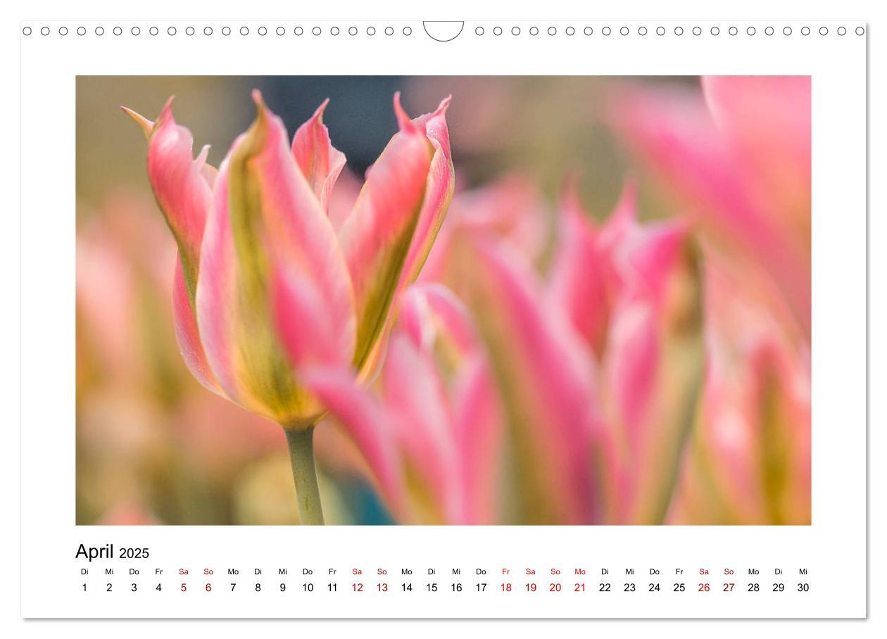 Bild: 9783435251568 | Rosa Blütentraum (Wandkalender 2025 DIN A3 quer), CALVENDO...