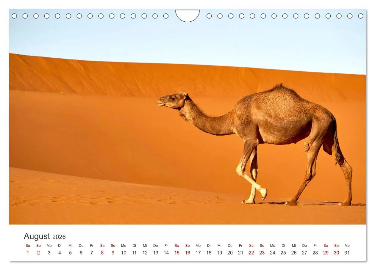 Bild: 9783457561768 | Sahara - Die größte Trockenwüste der Welt. (Wandkalender 2026 DIN...
